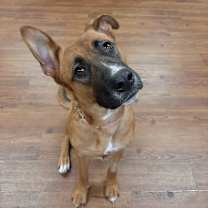 Thumbnail photo of Bellah #2