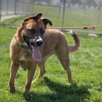 Thumbnail photo of Bellah #3