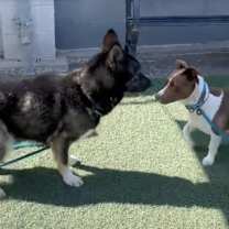 Thumbnail photo of Ayla #4