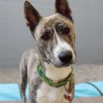 Thumbnail photo of Isabella #4