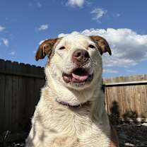 Thumbnail photo of Ziva #2