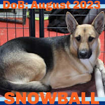 Thumbnail photo of SNOWBALL #1