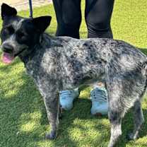 Thumbnail photo of Rex #1