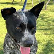 Thumbnail photo of Rex #3