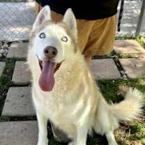 Thumbnail photo of Roscoe #2