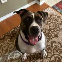 Thumbnail photo of Queen #2