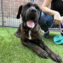 adopt-pet