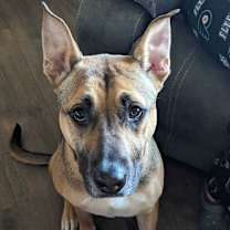 Thumbnail photo of Winston #1