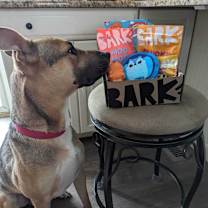 Thumbnail photo of Winston #2