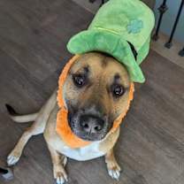 Thumbnail photo of Winston #3