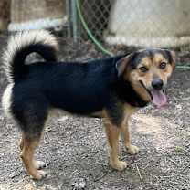 Thumbnail photo of Rocky #2