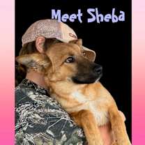 Thumbnail photo of Shiba #3