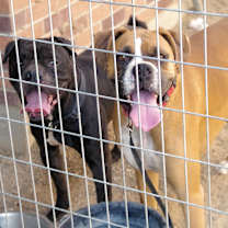 Thumbnail photo of QUINCY #3