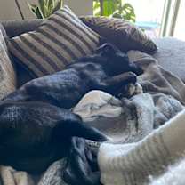 Thumbnail photo of Littles #3