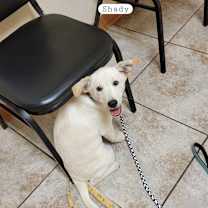 Thumbnail photo of Shady #1