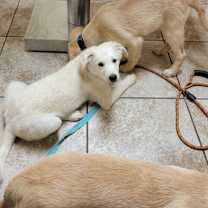 Thumbnail photo of Shady #3