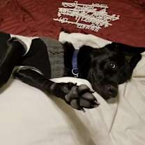 Thumbnail photo of Gibbs #3