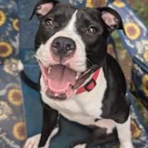 Thumbnail photo of Lucy #1