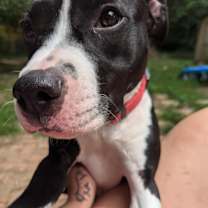 Thumbnail photo of Lucy #2