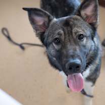 Thumbnail photo of Finnegan #3