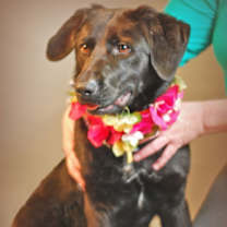 Thumbnail photo of Sadie #1