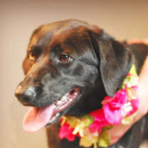 Thumbnail photo of Sadie #3