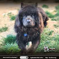 Thumbnail photo of Bagheera #1