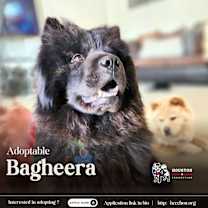 Thumbnail photo of Bagheera #2