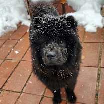 Thumbnail photo of Bagheera #3