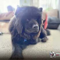 Thumbnail photo of Bagheera #4