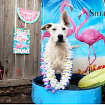 Thumbnail photo of Shelby #1