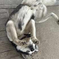 Thumbnail photo of Beau #3