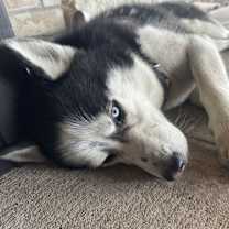 Thumbnail photo of Beau #4