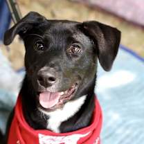 Thumbnail photo of Luna #4