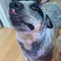 Thumbnail photo of Chopper #3