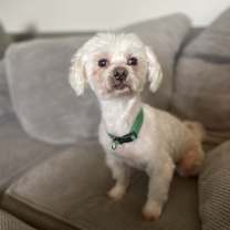 Thumbnail photo of Louie #1