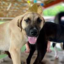 Thumbnail photo of Rook #1