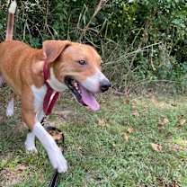 Thumbnail photo of Porkchop #1