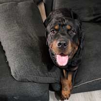 Thumbnail photo of Big Boy #1