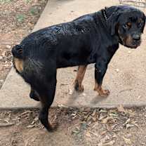 Thumbnail photo of Big Boy #2