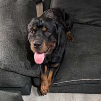 Thumbnail photo of Big Boy #3