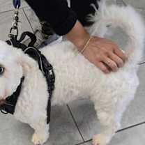 Thumbnail photo of Samson #3