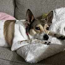 Thumbnail photo of Maddie #2