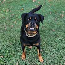 Thumbnail photo of ATHENA (COURTESY POST) #3