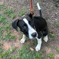 Thumbnail photo of Barney #2