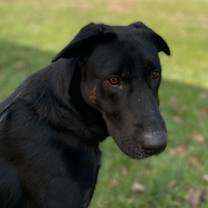 Thumbnail photo of Molly #2