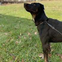 Thumbnail photo of Molly #3