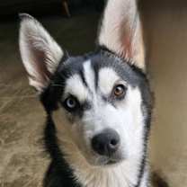 Thumbnail photo of PUP NALA #2