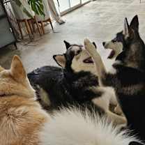 Thumbnail photo of PUP NALA #3