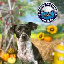 Thumbnail photo of Manchas #2